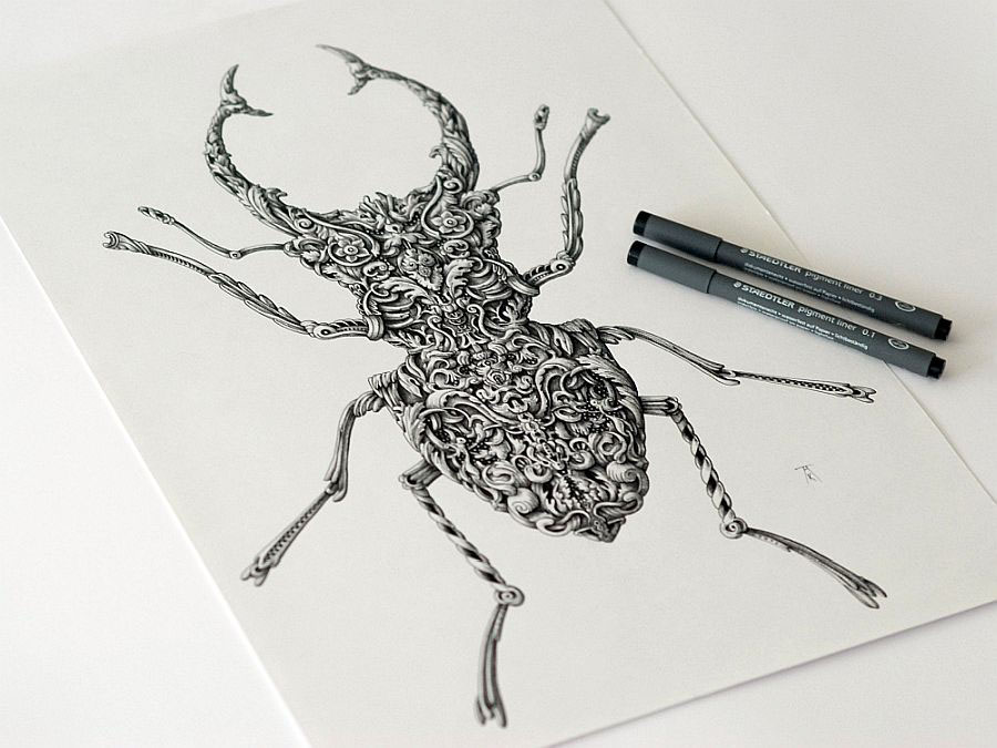 Image: Stag Beetle, a pen and ink drawing by Alex Konahin-Insect Drawings