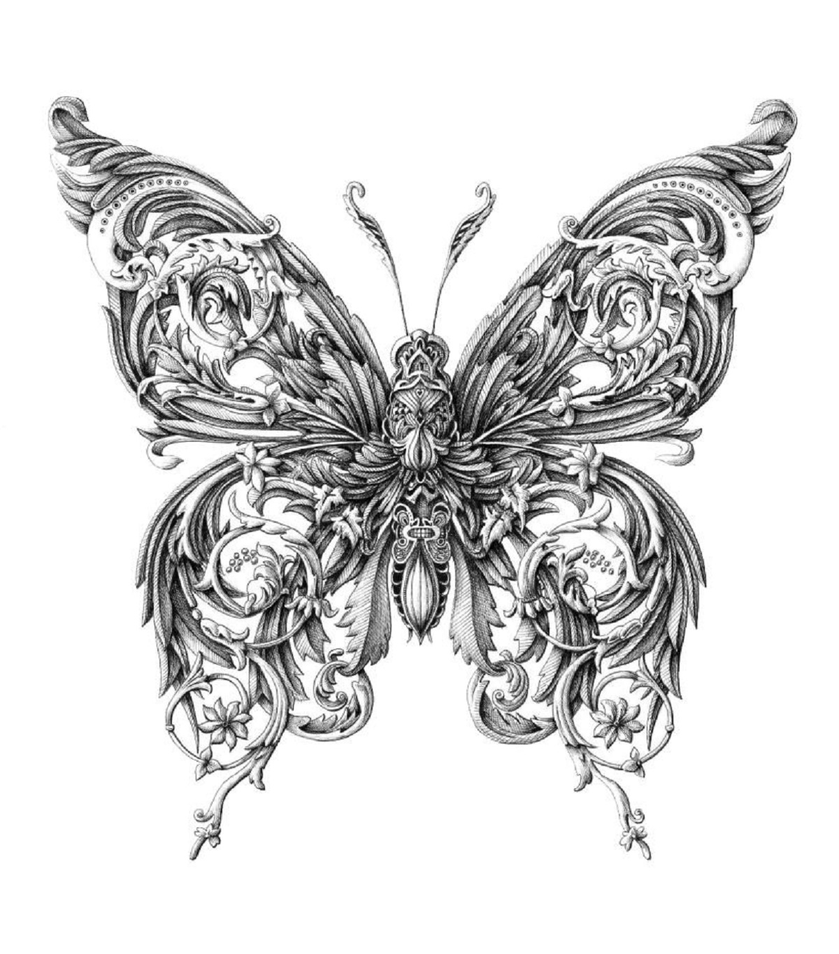 Image: The Butterfly, a pen and ink drawing by Alex Konahin- Insect Drawings