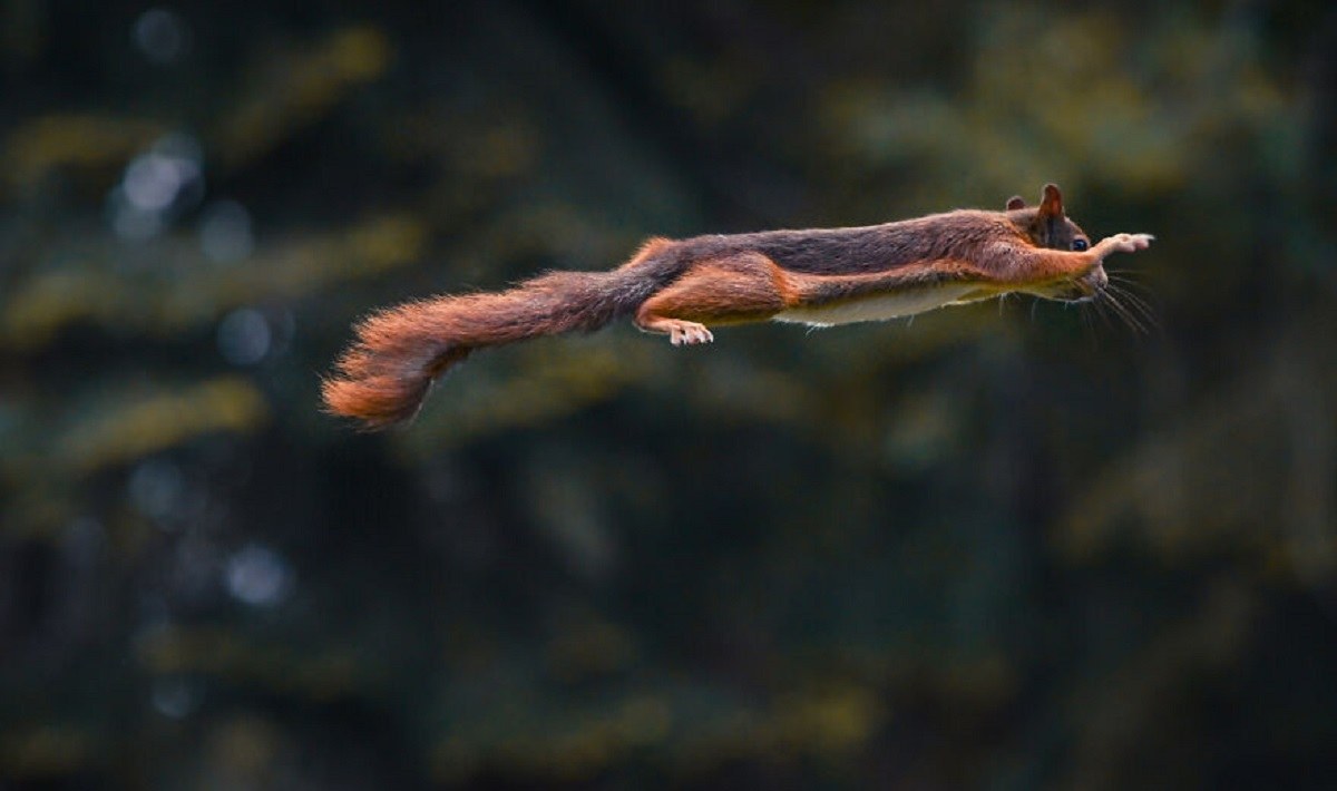Niki Colemont Wildlife Photographer captures a daredevil squirrel