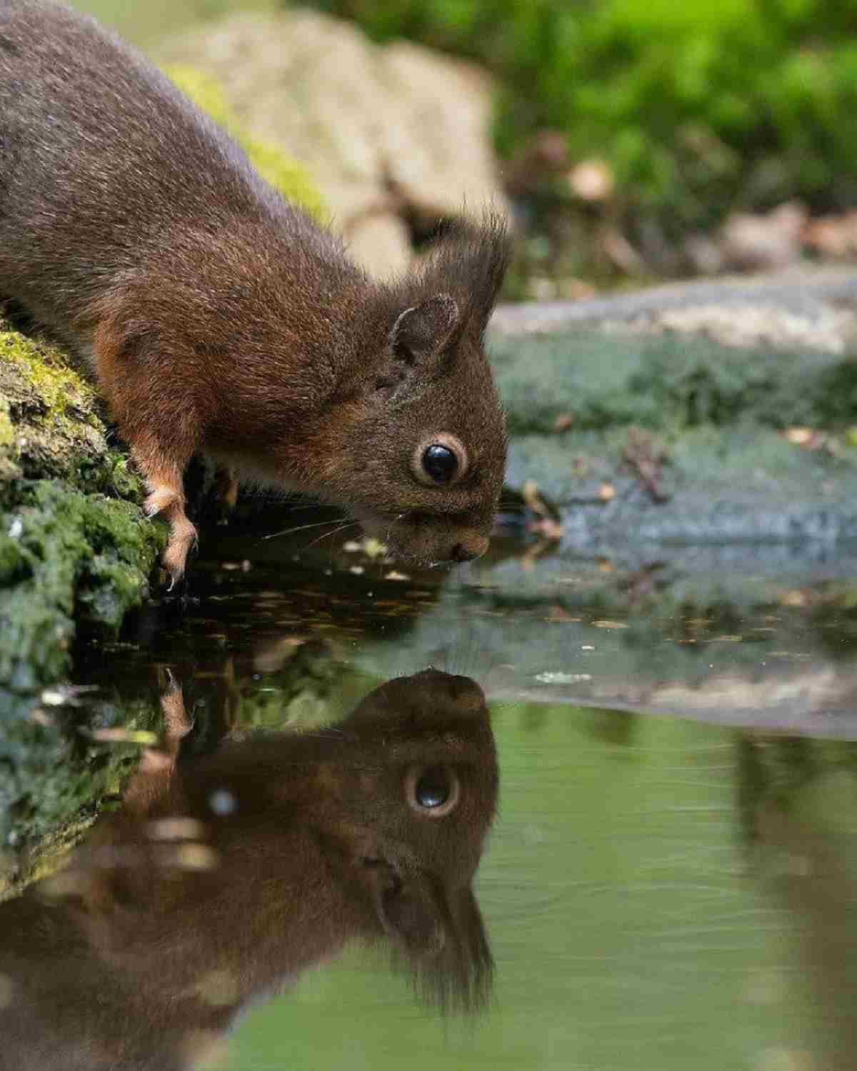 Niki Colomont 's photography project of Adorable Squirrels Admiring Themselves in Water will Make Humans Envious